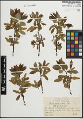 Foto von Salix pentandra L.